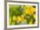 Poppies Poppy Flowers in California San Francisco Spring Garden-holbox-Framed Photographic Print