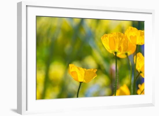 Poppies Poppy Flowers in California San Francisco Spring Garden-holbox-Framed Photographic Print