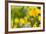 Poppies Poppy Flowers in California San Francisco Spring Garden-holbox-Framed Photographic Print