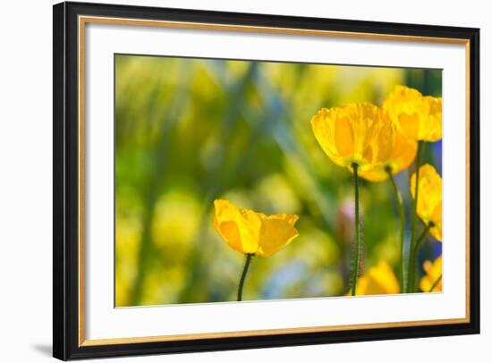 Poppies Poppy Flowers in California San Francisco Spring Garden-holbox-Framed Photographic Print