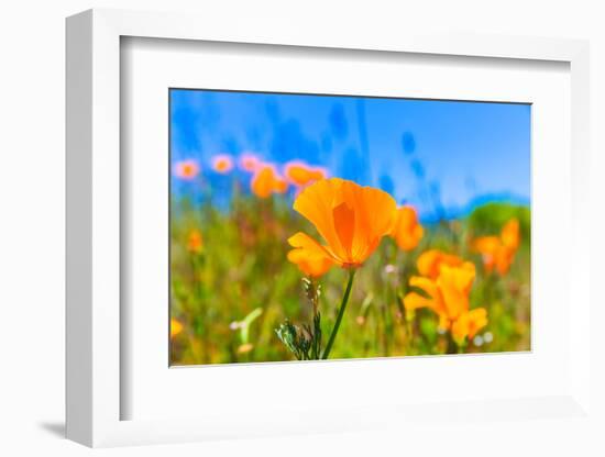 Poppies Poppy Flowers in Orange at California Spring Fields USA-holbox-Framed Photographic Print