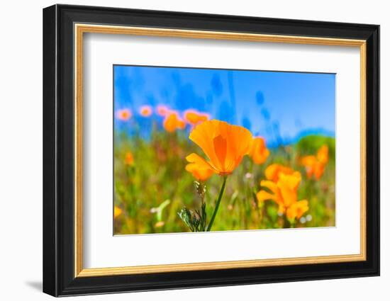 Poppies Poppy Flowers in Orange at California Spring Fields USA-holbox-Framed Photographic Print