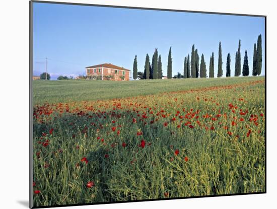 Poppies, Tuscany, Italy-Peter Adams-Mounted Photographic Print