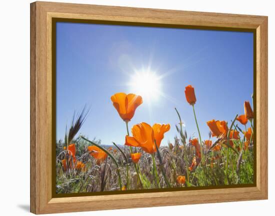 Poppies with Sun and Blue Sky, Antelope Valley Near Lancaster, California, Usa-Jamie & Judy Wild-Framed Premier Image Canvas