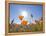 Poppies with Sun and Blue Sky, Antelope Valley Near Lancaster, California, Usa-Jamie & Judy Wild-Framed Premier Image Canvas