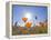 Poppies with Sun and Blue Sky, Antelope Valley Near Lancaster, California, Usa-Jamie & Judy Wild-Framed Premier Image Canvas