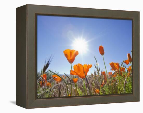 Poppies with Sun and Blue Sky, Antelope Valley Near Lancaster, California, Usa-Jamie & Judy Wild-Framed Premier Image Canvas