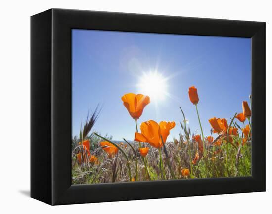 Poppies with Sun and Blue Sky, Antelope Valley Near Lancaster, California, Usa-Jamie & Judy Wild-Framed Premier Image Canvas