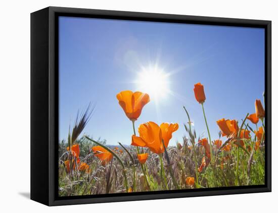 Poppies with Sun and Blue Sky, Antelope Valley Near Lancaster, California, Usa-Jamie & Judy Wild-Framed Premier Image Canvas