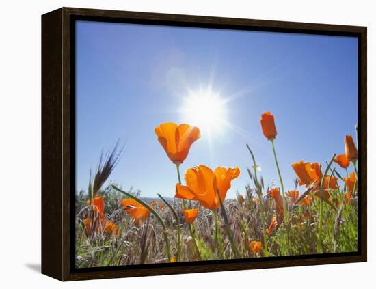 Poppies with Sun and Blue Sky, Antelope Valley Near Lancaster, California, Usa-Jamie & Judy Wild-Framed Premier Image Canvas