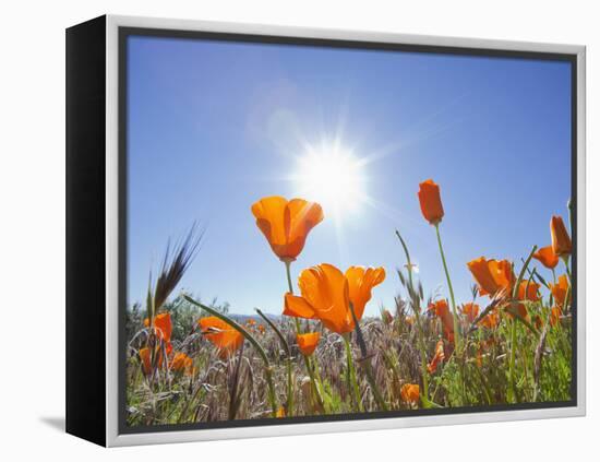 Poppies with Sun and Blue Sky, Antelope Valley Near Lancaster, California, Usa-Jamie & Judy Wild-Framed Premier Image Canvas