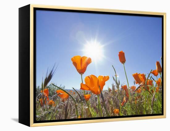 Poppies with Sun and Blue Sky, Antelope Valley Near Lancaster, California, Usa-Jamie & Judy Wild-Framed Premier Image Canvas