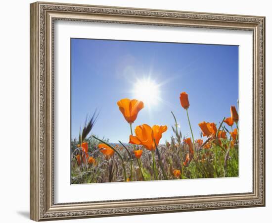 Poppies with Sun and Blue Sky, Antelope Valley Near Lancaster, California, Usa-Jamie & Judy Wild-Framed Photographic Print