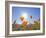 Poppies with Sun and Blue Sky, Antelope Valley Near Lancaster, California, Usa-Jamie & Judy Wild-Framed Photographic Print