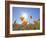 Poppies with Sun and Blue Sky, Antelope Valley Near Lancaster, California, Usa-Jamie & Judy Wild-Framed Photographic Print