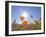 Poppies with Sun and Blue Sky, Antelope Valley Near Lancaster, California, Usa-Jamie & Judy Wild-Framed Photographic Print