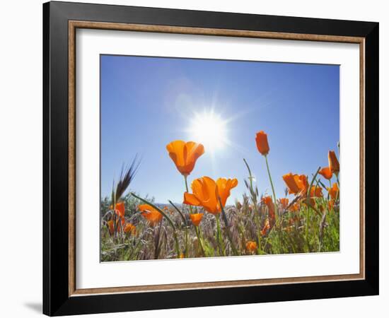 Poppies with Sun and Blue Sky, Antelope Valley Near Lancaster, California, Usa-Jamie & Judy Wild-Framed Photographic Print