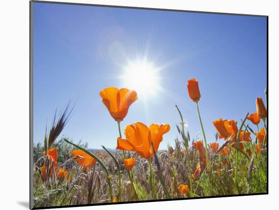 Poppies with Sun and Blue Sky, Antelope Valley Near Lancaster, California, Usa-Jamie & Judy Wild-Mounted Photographic Print