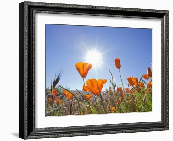 Poppies with Sun and Blue Sky, Antelope Valley Near Lancaster, California, Usa-Jamie & Judy Wild-Framed Photographic Print