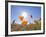 Poppies with Sun and Blue Sky, Antelope Valley Near Lancaster, California, Usa-Jamie & Judy Wild-Framed Photographic Print