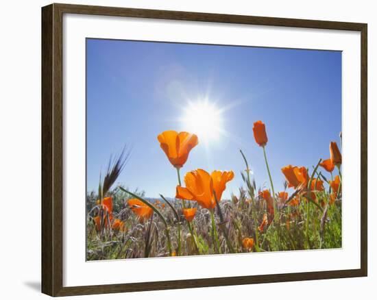 Poppies with Sun and Blue Sky, Antelope Valley Near Lancaster, California, Usa-Jamie & Judy Wild-Framed Photographic Print