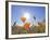 Poppies with Sun and Blue Sky, Antelope Valley Near Lancaster, California, Usa-Jamie & Judy Wild-Framed Photographic Print