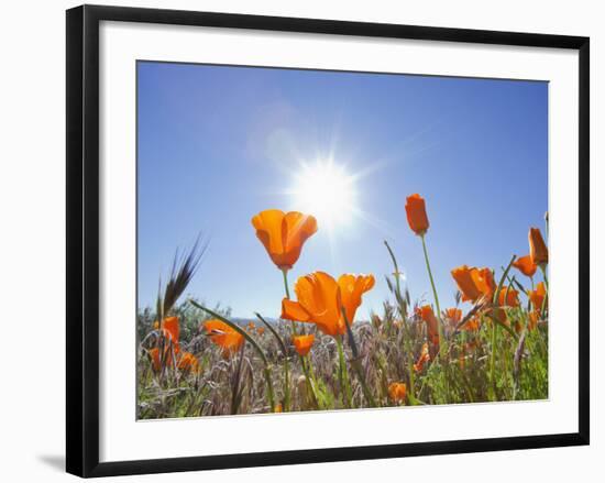 Poppies with Sun and Blue Sky, Antelope Valley Near Lancaster, California, Usa-Jamie & Judy Wild-Framed Photographic Print