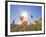 Poppies with Sun and Blue Sky, Antelope Valley Near Lancaster, California, Usa-Jamie & Judy Wild-Framed Photographic Print