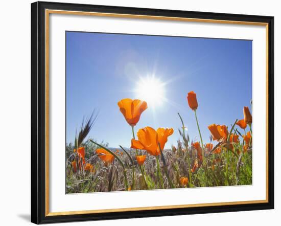 Poppies with Sun and Blue Sky, Antelope Valley Near Lancaster, California, Usa-Jamie & Judy Wild-Framed Photographic Print