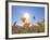 Poppies with Sun and Blue Sky, Antelope Valley Near Lancaster, California, Usa-Jamie & Judy Wild-Framed Photographic Print