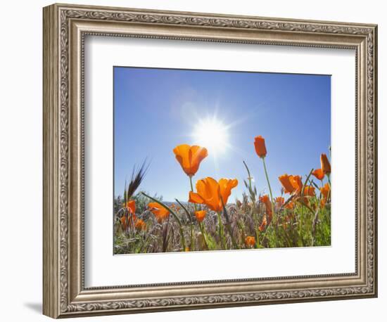 Poppies with Sun and Blue Sky, Antelope Valley Near Lancaster, California, Usa-Jamie & Judy Wild-Framed Photographic Print