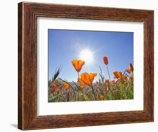 Poppies with Sun and Blue Sky, Antelope Valley Near Lancaster, California, Usa-Jamie & Judy Wild-Framed Photographic Print