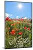 Poppies with sun in summer, Germany-Raimund Linke-Mounted Photographic Print