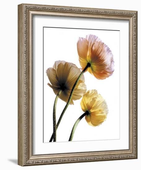 Poppies-Cédric Porchez-Framed Art Print