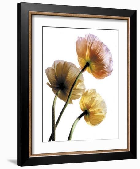 Poppies-Cédric Porchez-Framed Art Print