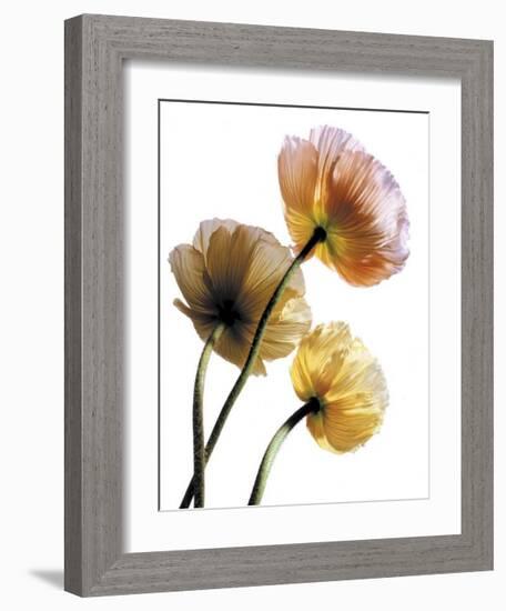 Poppies-Cédric Porchez-Framed Art Print