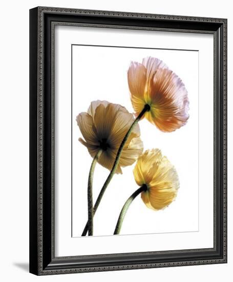 Poppies-Cédric Porchez-Framed Art Print