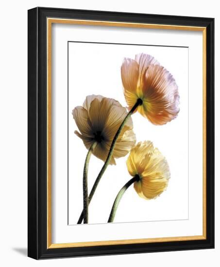 Poppies-Cédric Porchez-Framed Art Print