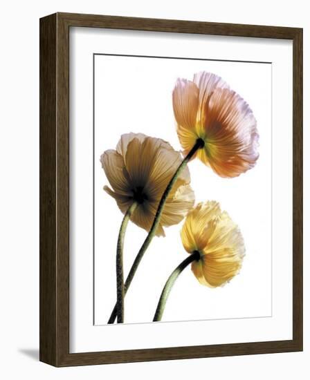 Poppies-Cédric Porchez-Framed Art Print