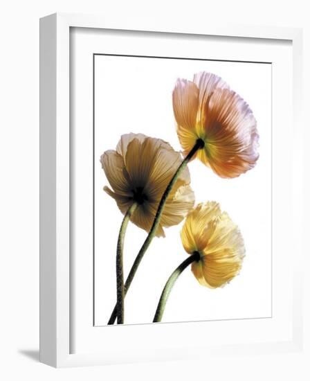 Poppies-Cédric Porchez-Framed Art Print