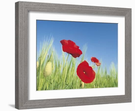 Poppies-Frank Krahmer-Framed Art Print