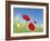 Poppies-Frank Krahmer-Framed Art Print