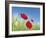 Poppies-Frank Krahmer-Framed Art Print