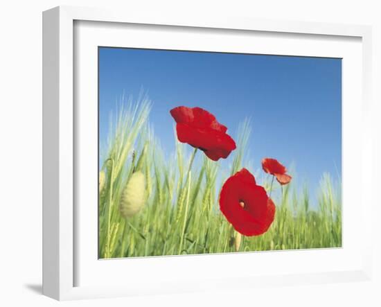 Poppies-Frank Krahmer-Framed Art Print