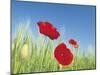 Poppies-Frank Krahmer-Mounted Art Print