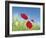 Poppies-Frank Krahmer-Framed Art Print