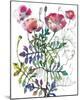 Poppies-Sofia Perina-Miller-Mounted Giclee Print