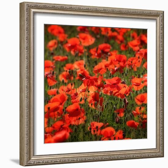 Poppies-Ruud Peters-Framed Photographic Print