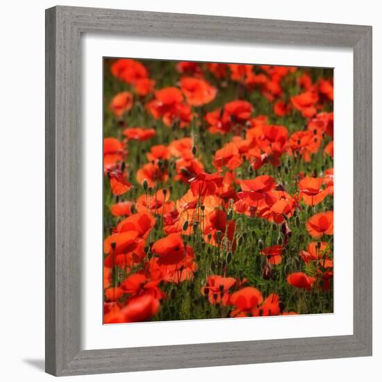 Poppies-Ruud Peters-Framed Photographic Print