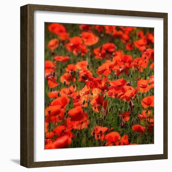 Poppies-Ruud Peters-Framed Photographic Print